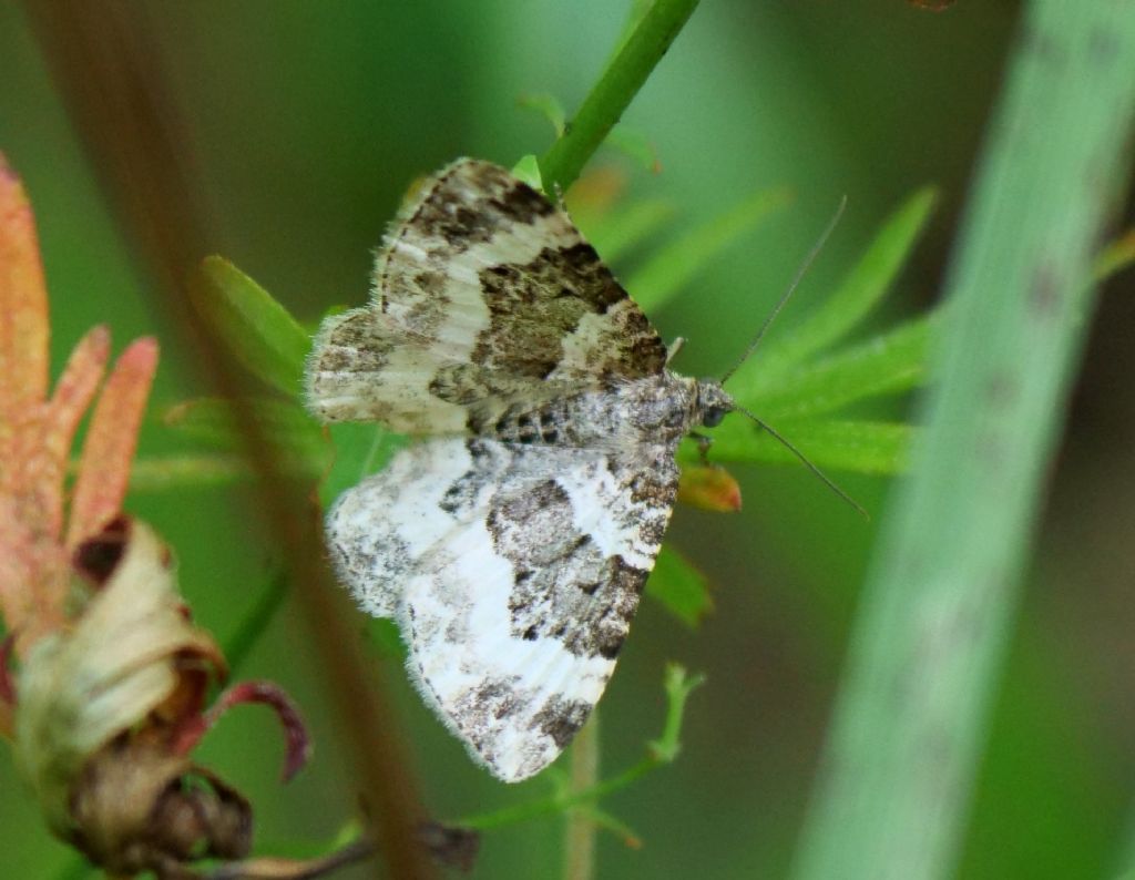 falena da identificare